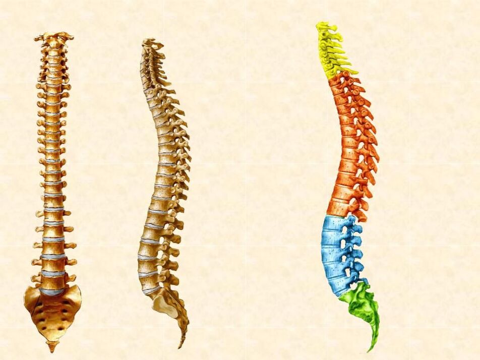 cervical vertebrae